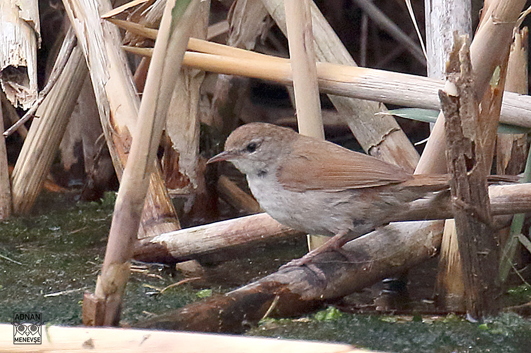 Cetti's Warbler